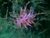 nudibranches1