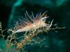 nudibranches5